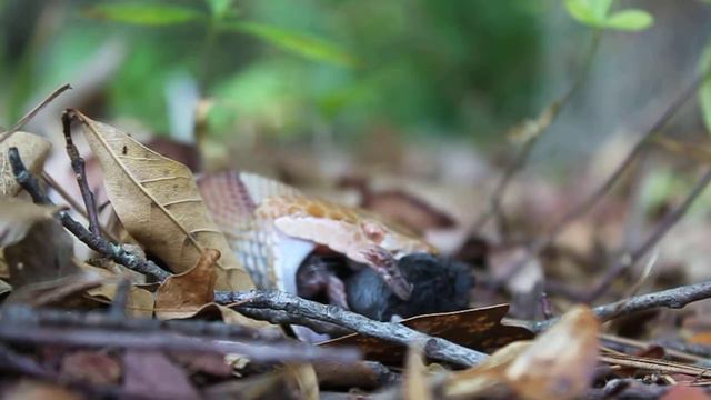 MVI 7251 смотреть онлайн