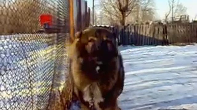 Бахай Байрадис Титан 14 месяцев. снято 22.01.2010г. смотреть онлайн