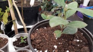 Фейхоа из семян. Выращивание в домашних условиях