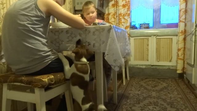 Щенок гладкошерстного фокстерьера 2 месяца 1часть смотреть онлайн