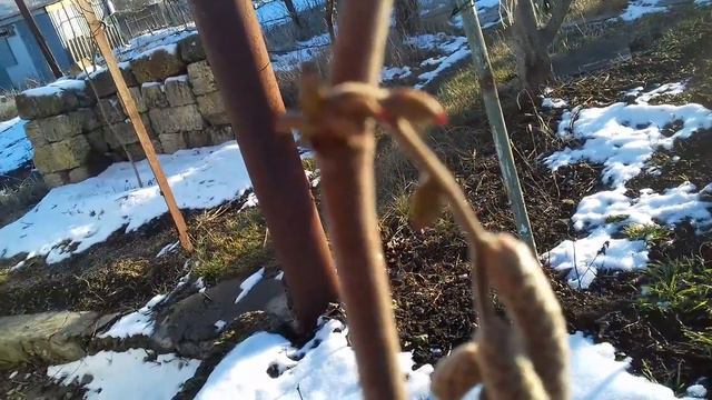 фундук Трапезунд.Минус четырнадцать по цветению.