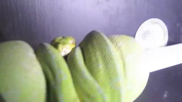 BB female 2011 Green Tree Python смотреть онлайн