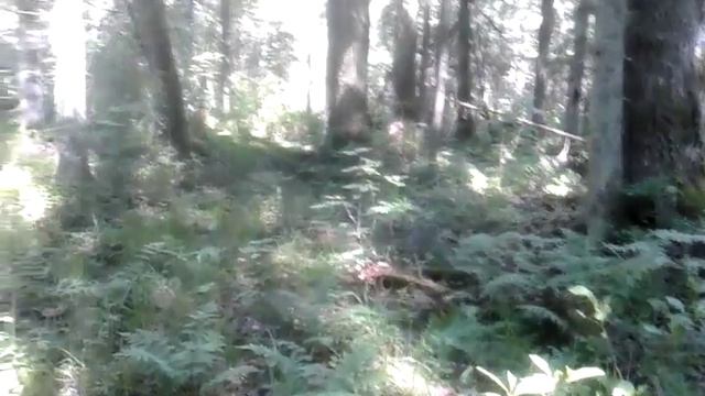 нахаживание щенка РЕЛ смотреть онлайн