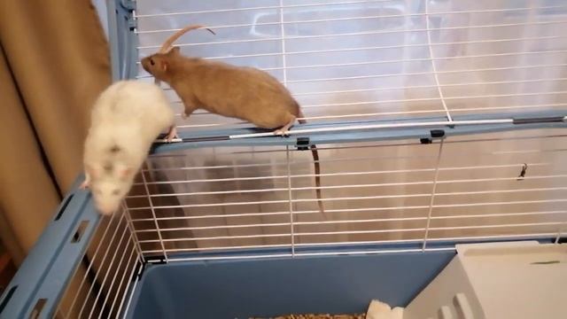 Прогулка крыс/Ответы на вопросы) смотреть онлайн