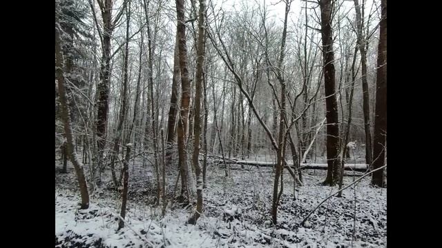 Загонная охота на лося, на запад страны в поисках рогачей. смотреть онлайн