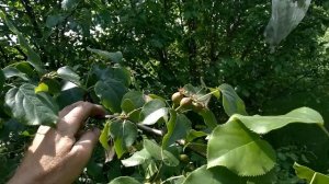 Груша цветет, но не плодоносит