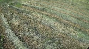 Заготовка сенажа. Мини пресс 0850 и самодельный обмотчик.