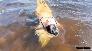 Отдых по нашему. Купание жены