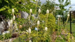 Лёгкость и воздушная вуаль в саду! Кровохлебка, Клопогон и Посконник! Обзор сортов в моем саду