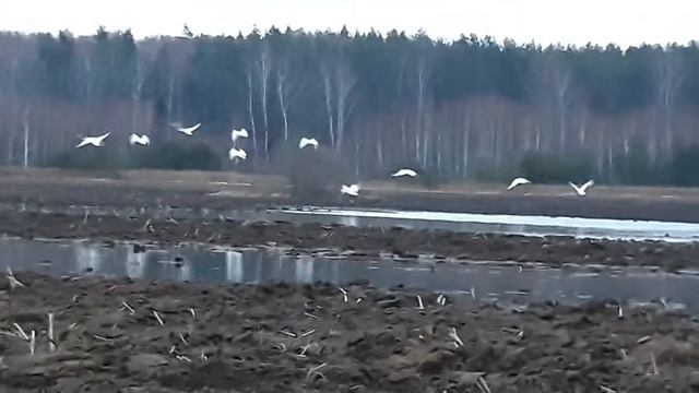 6 апреля 2019 г. смотреть онлайн