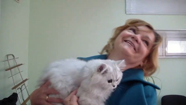 Питомник персиских шиншилл системы PCA МИРАДА ДЕЛЬ МАР смотреть онлайн