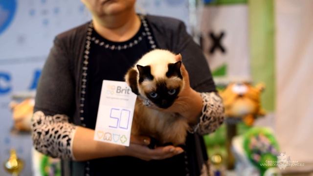 Зооатмосфера 2-3 мая 2016, г. Орёл смотреть онлайн