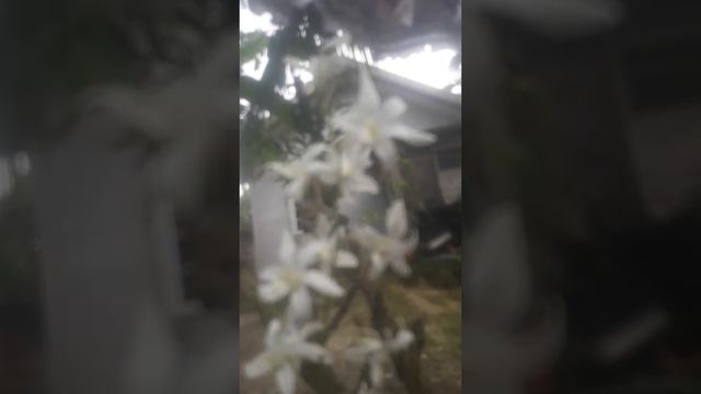 Orchids white flower❤😊 смотреть онлайн
