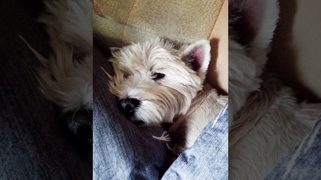 Горожан попросили написать сочинение на тему"Как я провел это Лето!?")Беларуская деревня, реальност смотреть онлайн