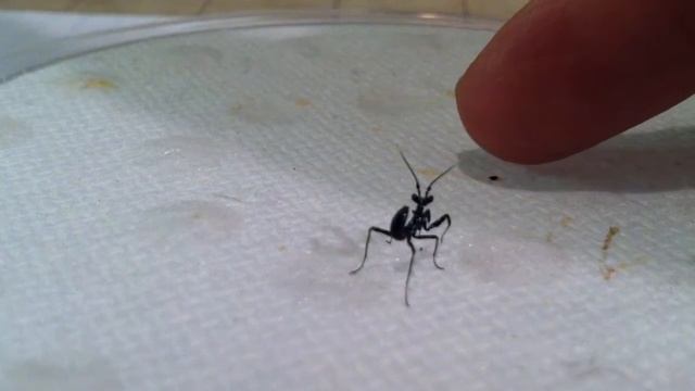 Spiny Baby Mantis Dance смотреть онлайн