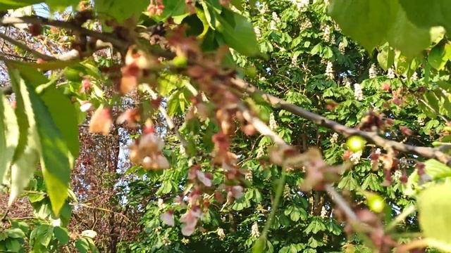 Цветы, киви, виноград и клубничка всё цветет. ???А кошки тут как тут! ? смотреть онлайн
