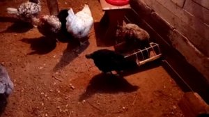 Скорлупа яйца тонкая! Исправляем проблему!