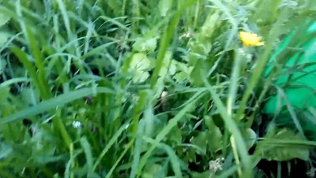 Какую траву можно собирать для зеленого коктейля смотреть онлайн