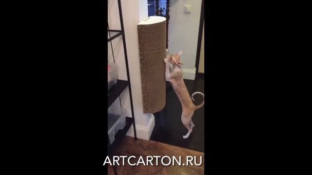 Когтеточка из картона на стену TUBUS АРТКАРТОН смотреть онлайн