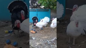 Индюки Виктория четыре месяца