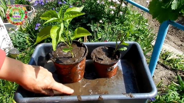 Откуда украли правило трех поливов? Где найти первоисточник? смотреть онлайн