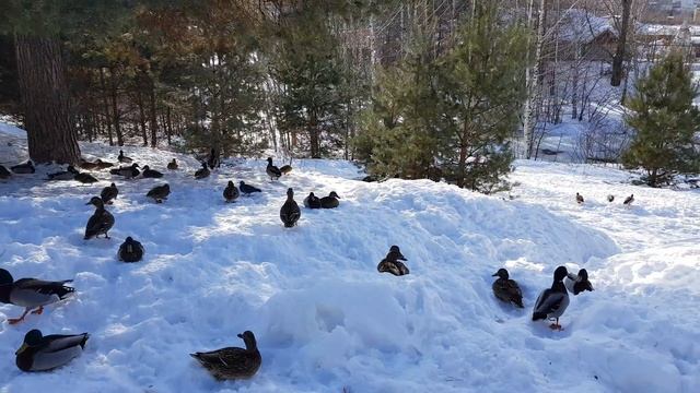Полёт уток смотреть онлайн