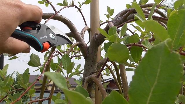 Ива козья на штамбе Килмарнок смотреть онлайн