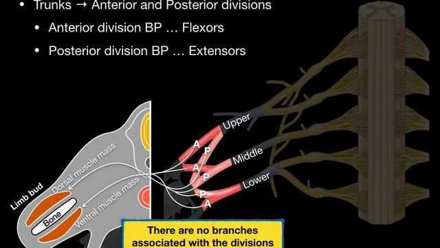 Brachial plexus смотреть онлайн
