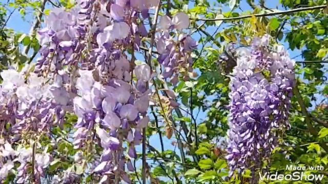КРАСИВЫЕ ЦВЕТКИ ГЛИЦИНИИ!#природа#цветы#глициния смотреть онлайн