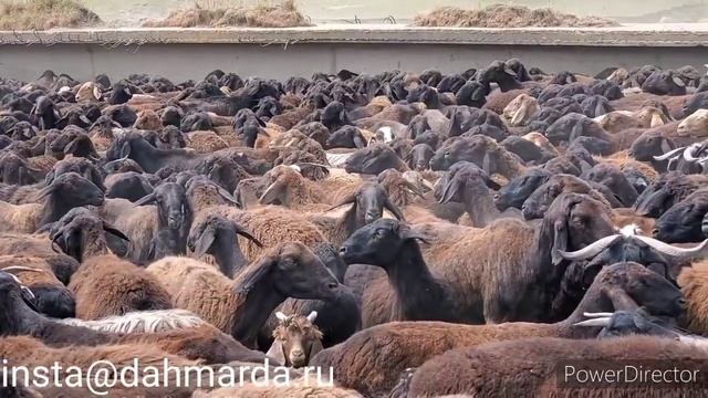 Гиссарские овцы Ходжимирзокарима, погрузка овец смотреть онлайн