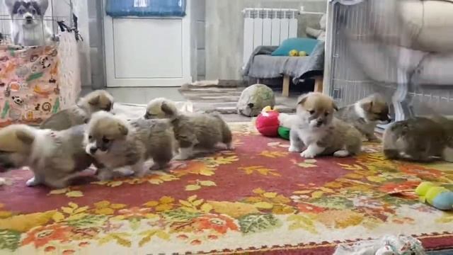 И-помет Фрай Винд, щенки вельш корги пемброк, возраст 25-30 дней