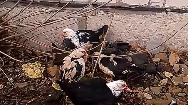 Мускусные утки, шипуны. Первые дни во дворе после зимовки в сарае. смотреть онлайн