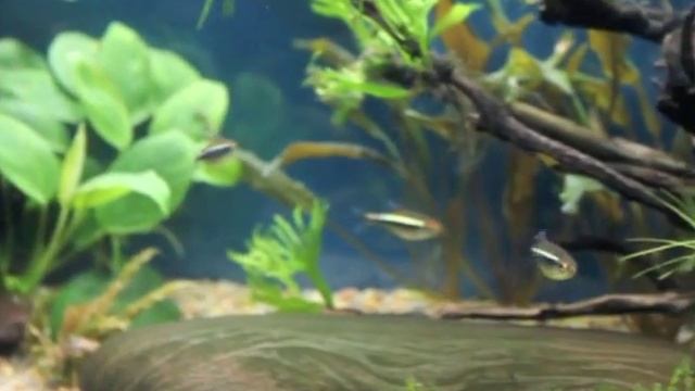 аквариум тайерия и черный неон.m4v