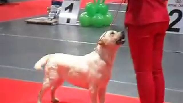 Выставка всех пород собак в Нижнем Тагиле. Обзор товаров , игрушек смотреть онлайн