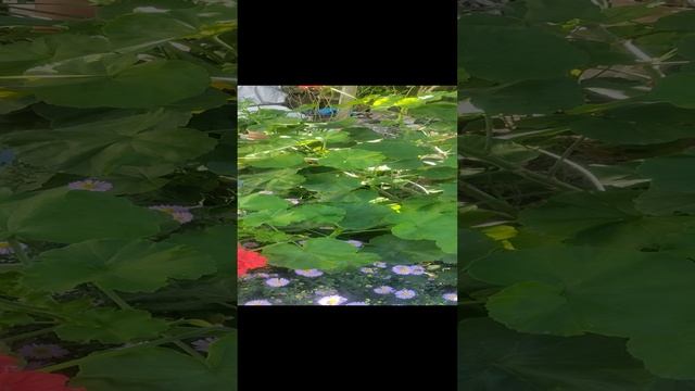 КОМНАТНЫЕ ЦВЕТЫ 12 ОКТЯБРЯ 2022 смотреть онлайн