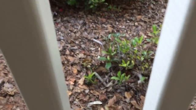 Get Rid Of Carpenter Bees with Delta Dust and a Bulb Duster смотреть онлайн