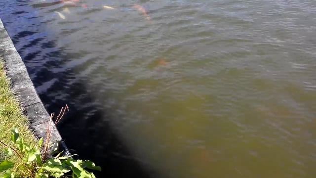 Межигорье. Утки и рыба выпрашивают еду. Ducks and fish begging for food. Mezhyhirya смотреть онлайн