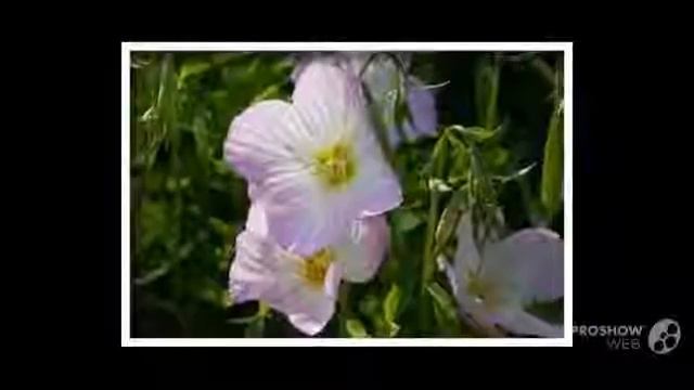 Цветы Энотера (Evening Primrose Flower)