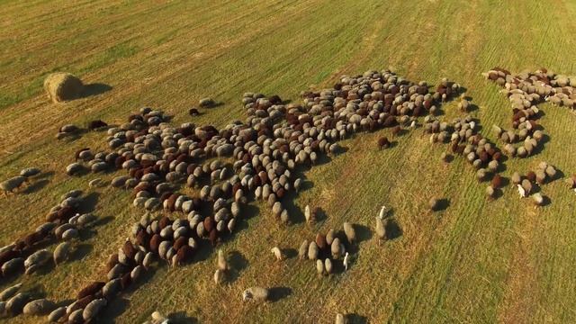 Тысячная отара шерстяных