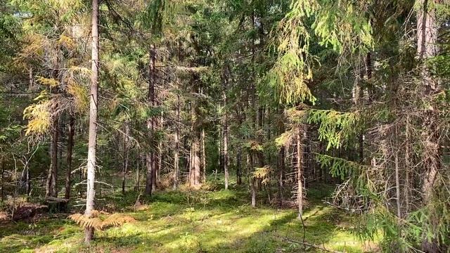 За грибами в осенний лес. Природа Владимирской области. смотреть онлайн