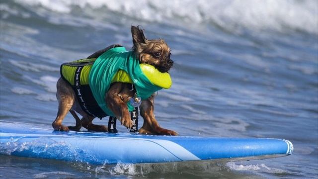 Спортивные Споры и Судейство