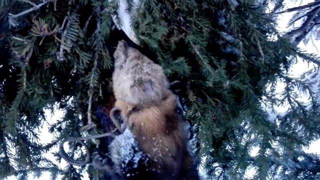 Соболь в установке КП 120 под веник смотреть онлайн