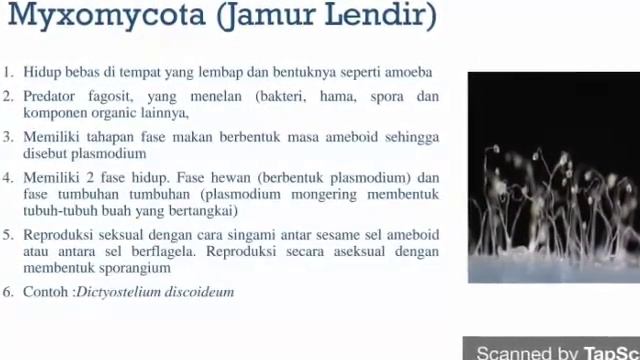 Protista Mirip Jamur (KD. 3.6) смотреть онлайн