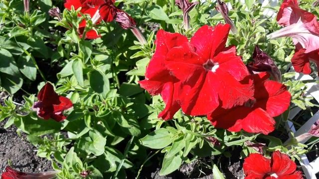 ПЕТУНИЯ ОТ ФИРМЫ ПАРТНЁР /СЕЗОН2019?/ЧАСТЬ 2 смотреть онлайн