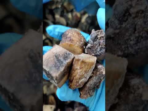 Подосиновик резаный смотреть онлайн