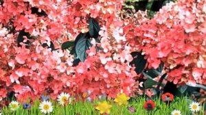 Гортензия метельчатая Пинк Квин ? Обзор: посадка и уход. саженцы гортензии: описание и особенности