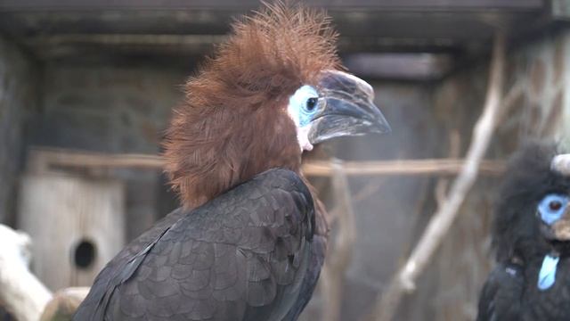 Vogelpark Niendorf (Timmendorfer Strand) | Zoo-Eindruck смотреть онлайн