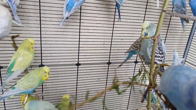 Волнистые попугаи наслаждаются зелеными ветками смотреть онлайн