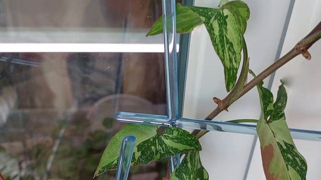 Как добиться яркости у сингониума ред спот триколор Syngonium red spot tricolor смотреть онлайн