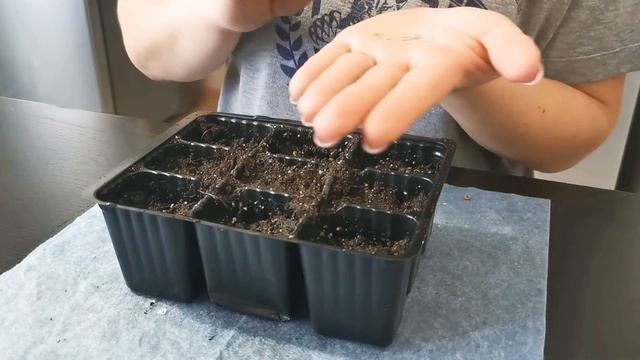 Посев томатов на рассаду без замачивания семян смотреть онлайн